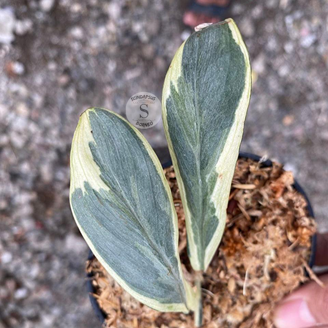 Scindapsus blue sapphire