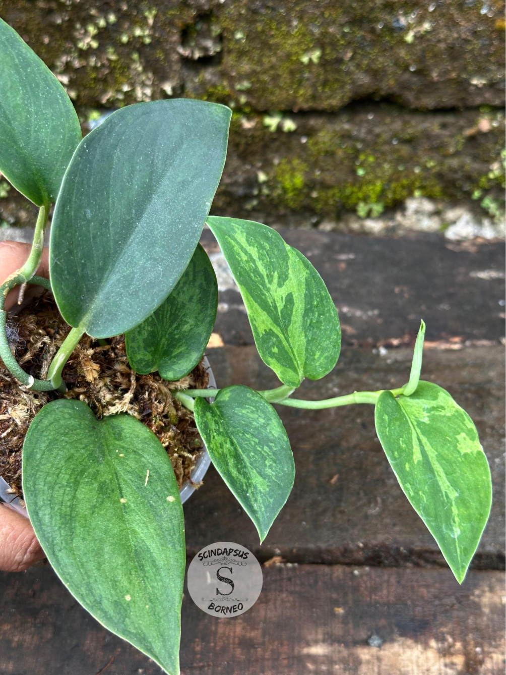 Scindapsus Blurik - Scindapsus Borneo