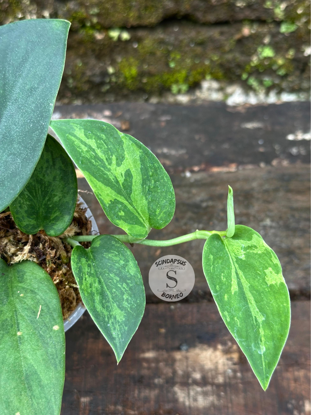 Scindapsus Blurik - Scindapsus Borneo