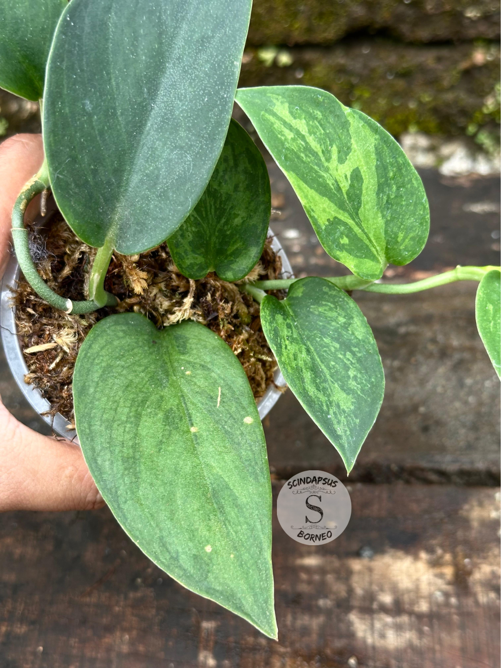 Scindapsus Blurik - Scindapsus Borneo
