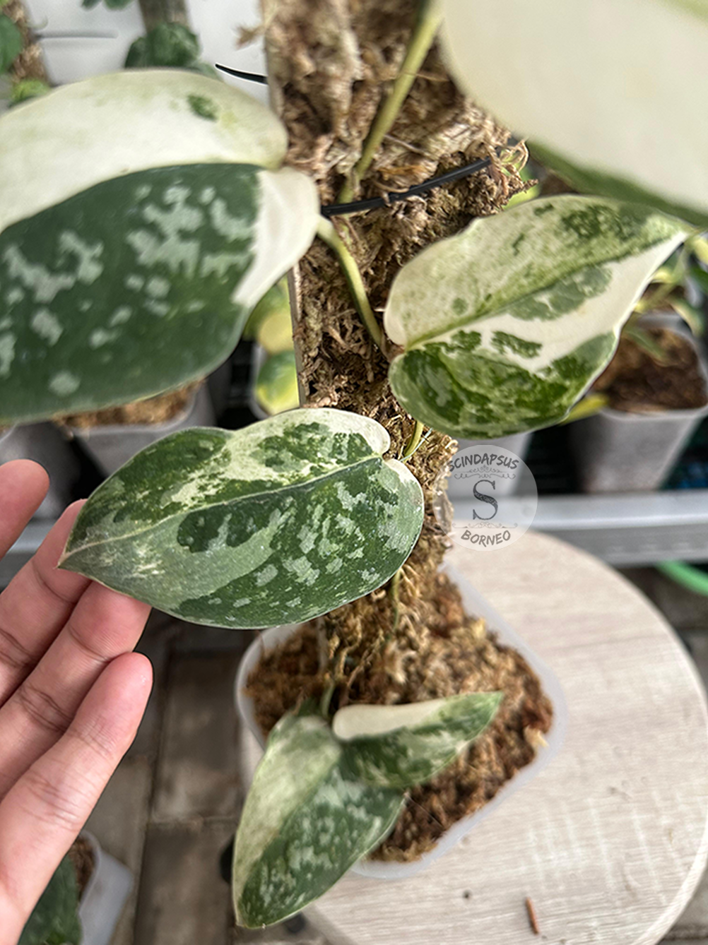 Scindapsus Dark Argyraeus Variegated - Best Selected - Scindapsus Borneo