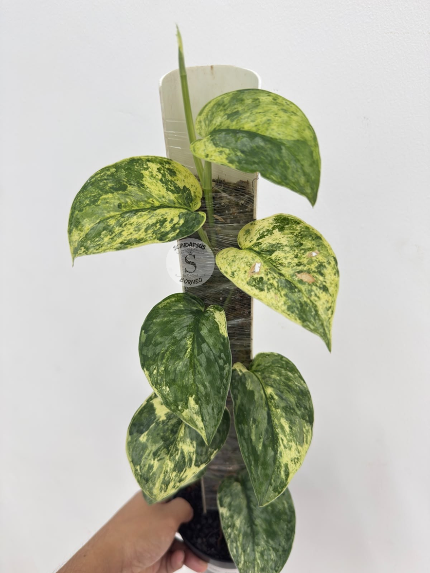 Scindapsus Dark Cloud - Best Selected