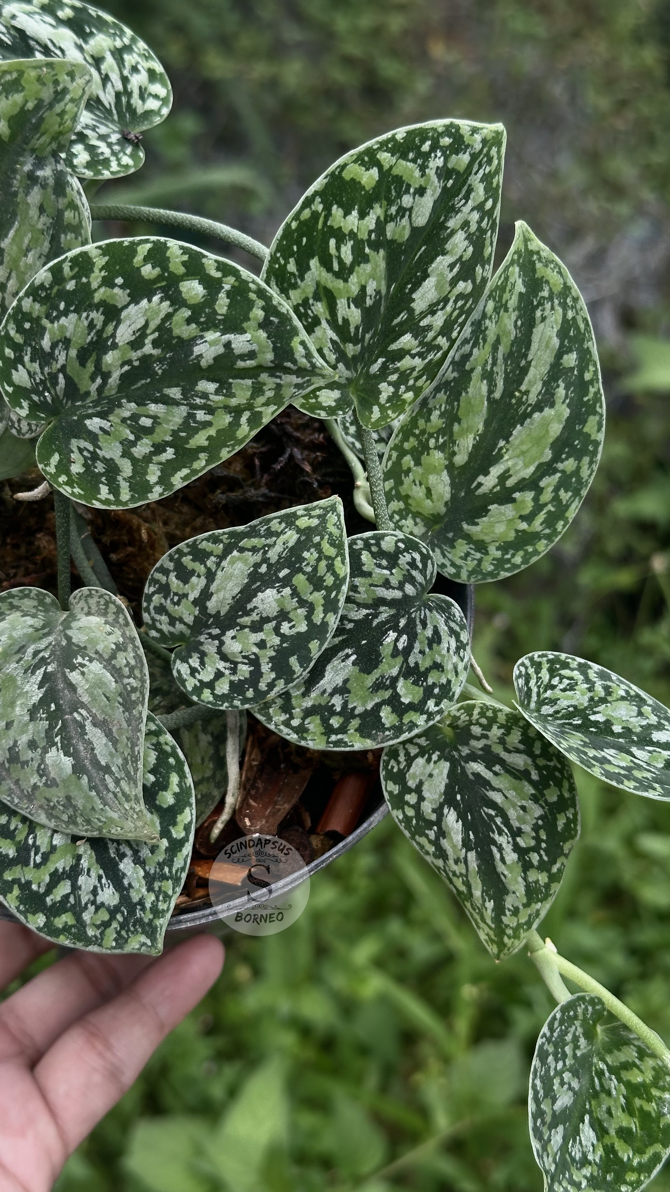 Scindapsus Dark Tricolor - Best Selected