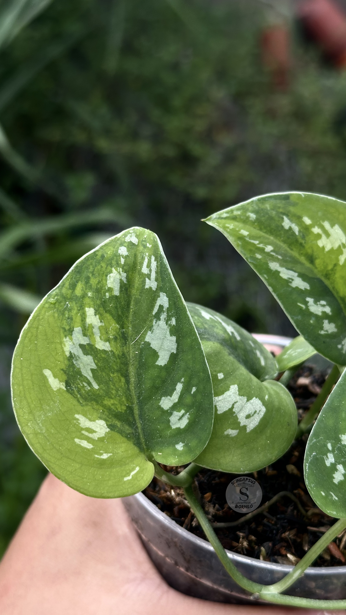 Scindapsus Emerald Mist - Best Selected