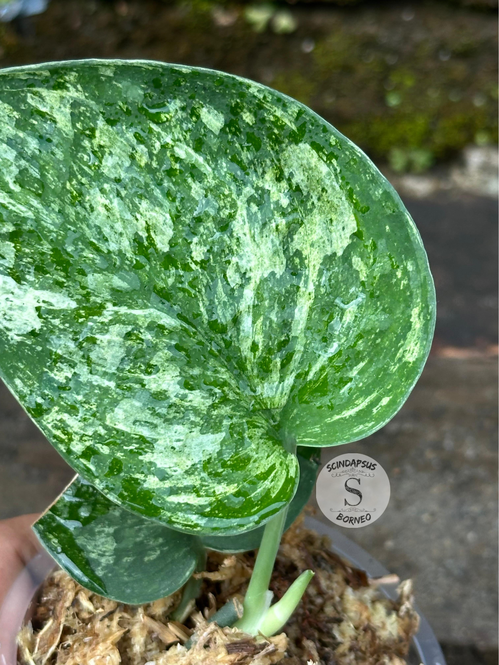 Scindapsus Exotica Borneo No Id - Scindapsus Borneo