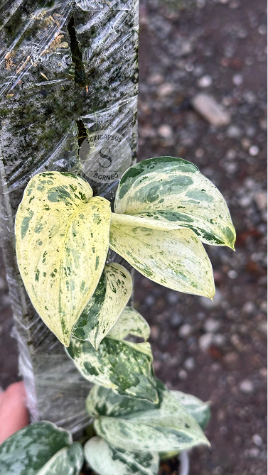 Scindapsus Exotica Marble No Id Choice 1 - Best Selected