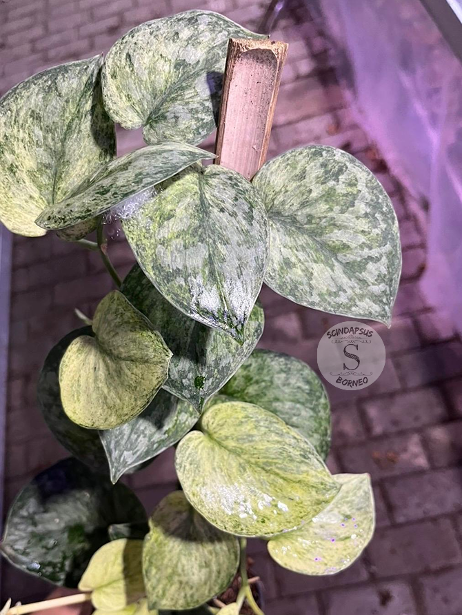 Scindapsus Exotica Marble Sp Banyumas - Best Selected - Scindapsus Borneo