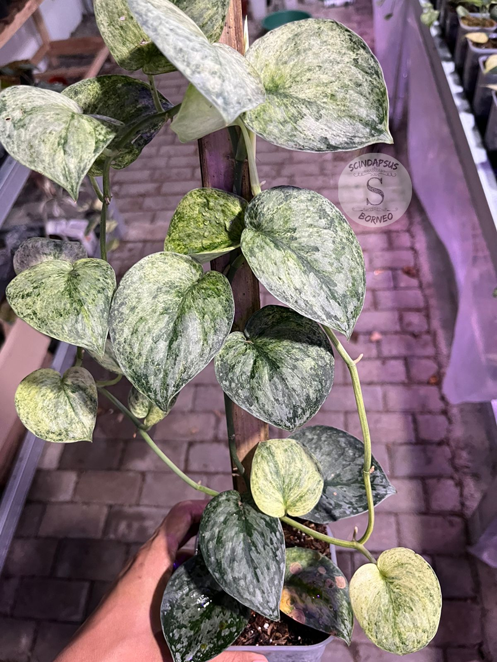 Scindapsus Exotica Marble Sp Banyumas - Best Selected - Scindapsus Borneo