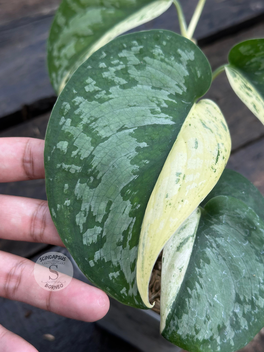 Scindapsus Exotica Salaca No Id - Best Selected - Scindapsus Borneo