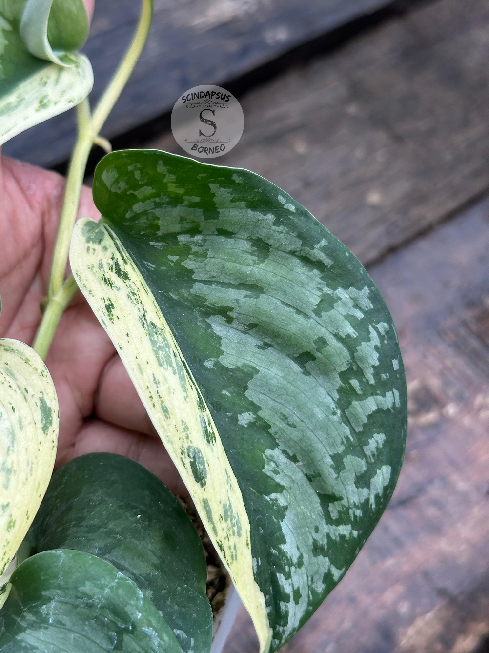Scindapsus Exotica Salaca No Id - Best Selected - Scindapsus Borneo