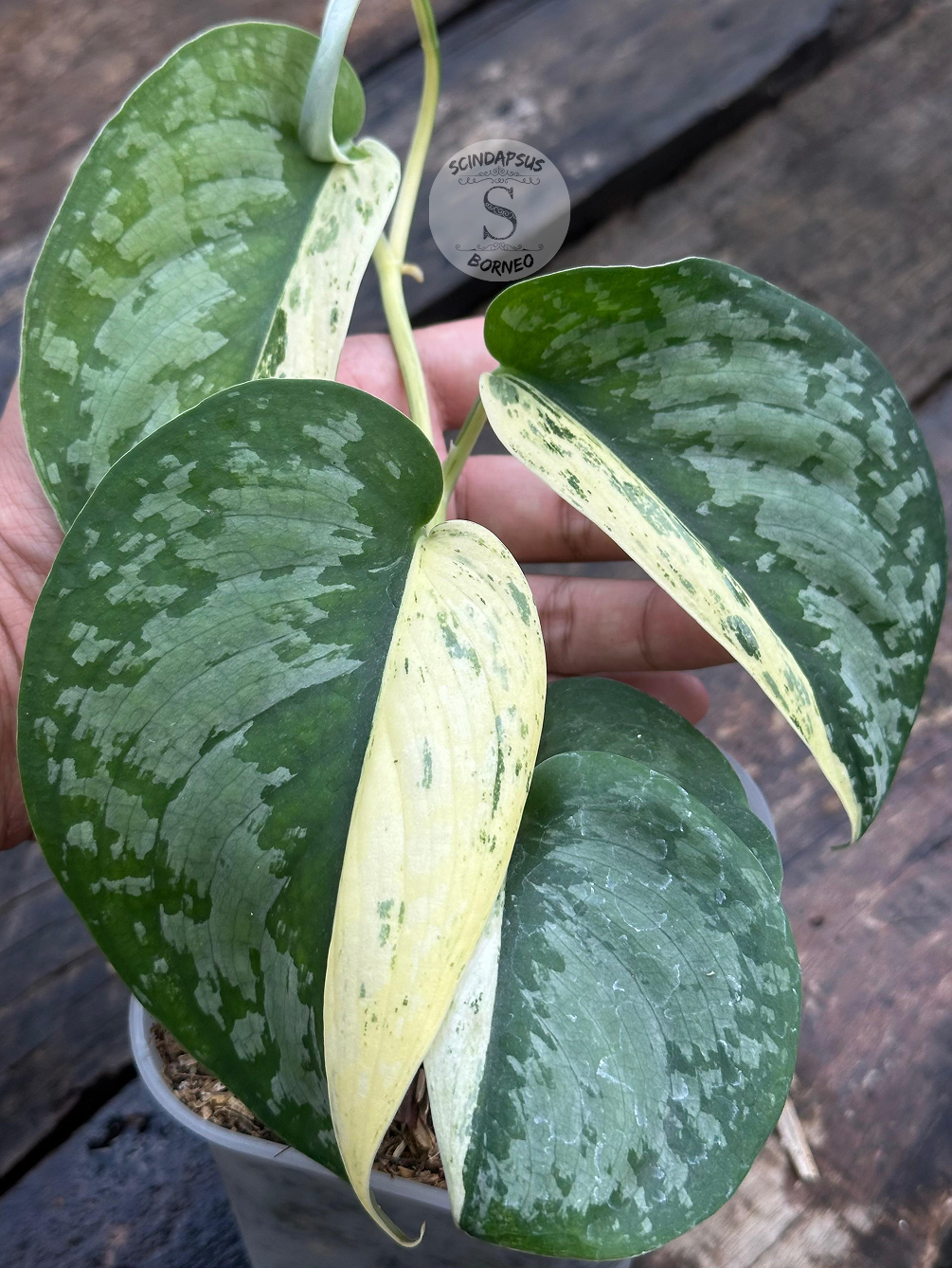 Scindapsus Exotica Salaca No Id - Best Selected - Scindapsus Borneo