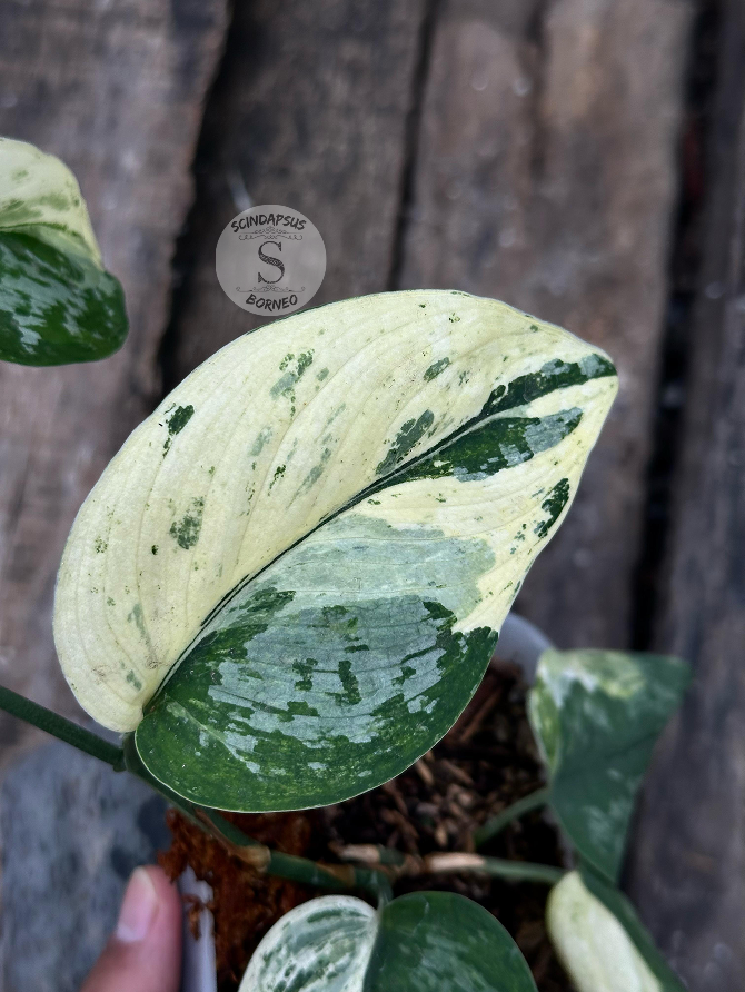 Scindapsus Exotica Salaca No Id - Best Selected