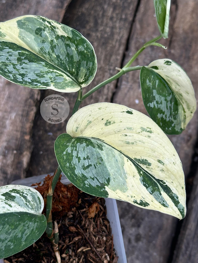 Scindapsus Exotica Salaca No Id - Best Selected