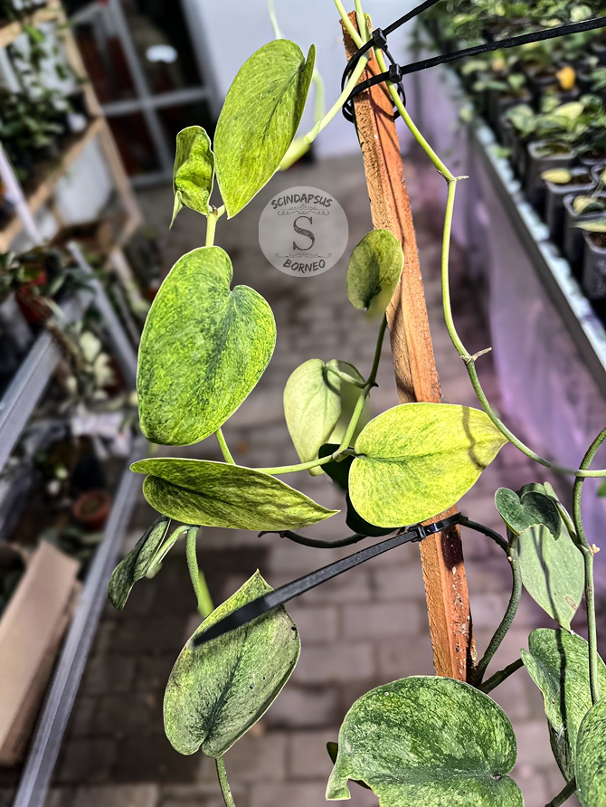 Scindapsus Exotica Solaris - Best Selected - Scindapsus Borneo