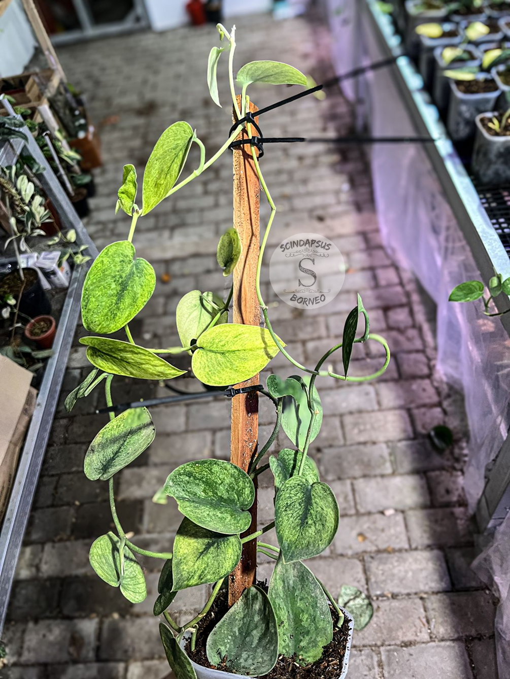 Scindapsus Exotica Solaris - Best Selected - Scindapsus Borneo