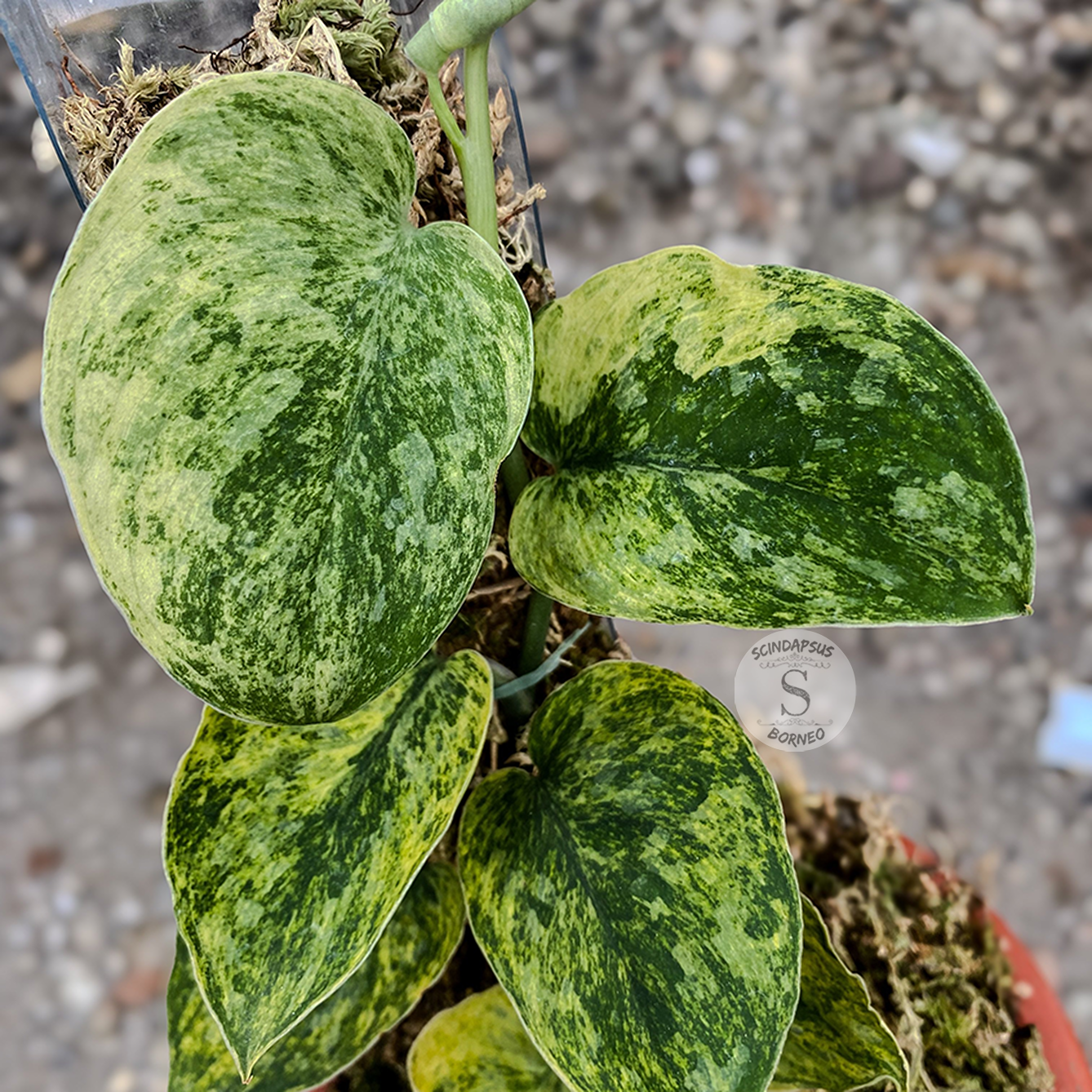 Scindapsus exotica tembaga - Scindapsus Borneo