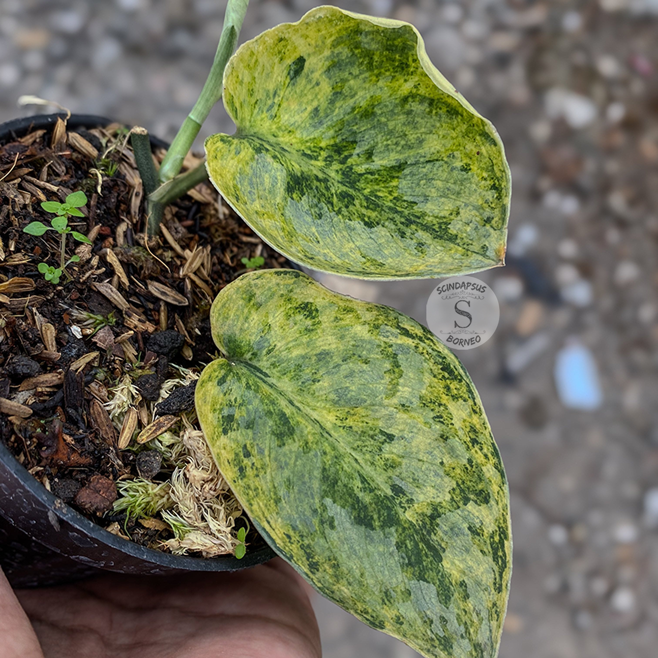 Scindapsus exotica tembaga - Scindapsus Borneo