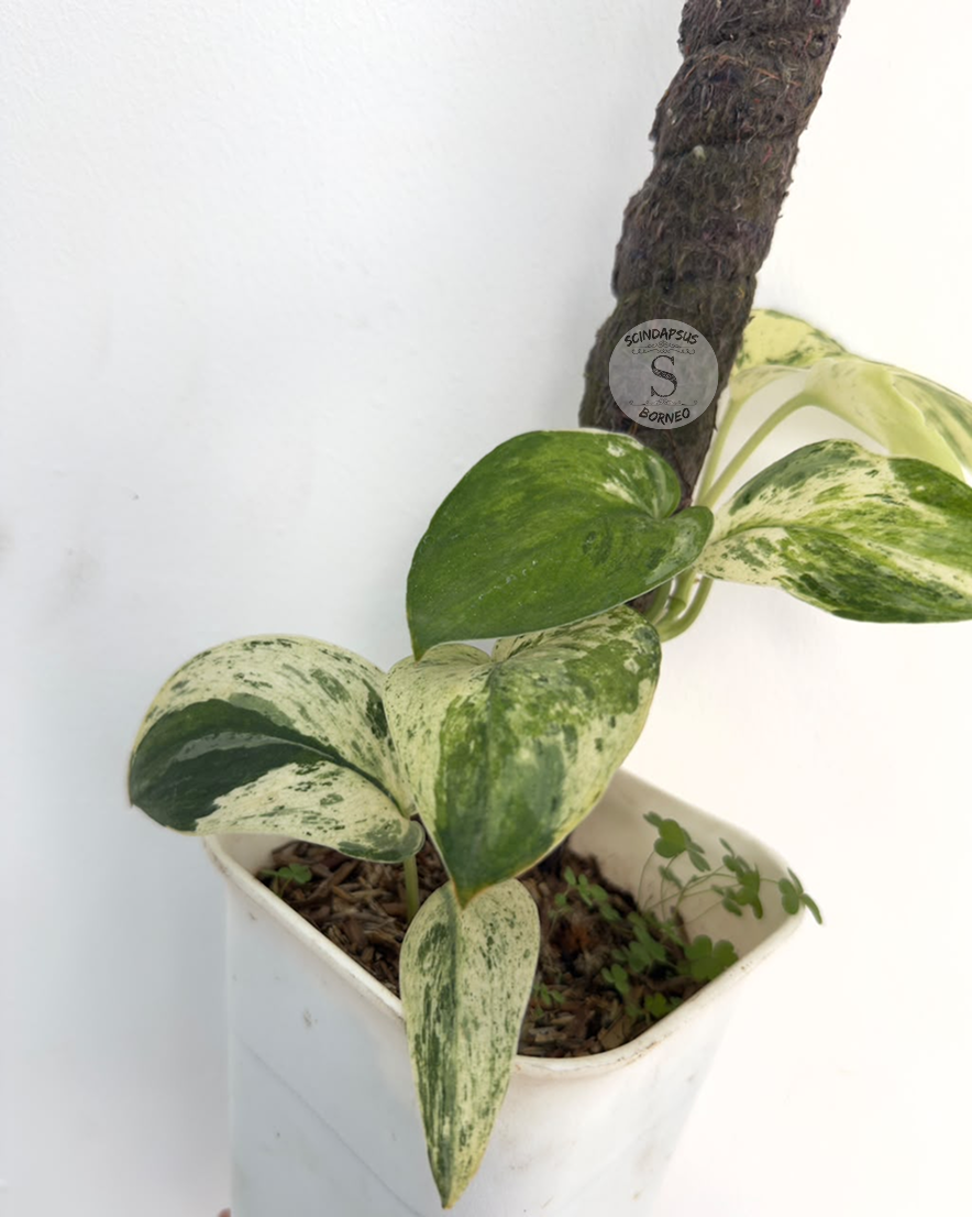 Scindapsus Exotica tricolor - Best Selected