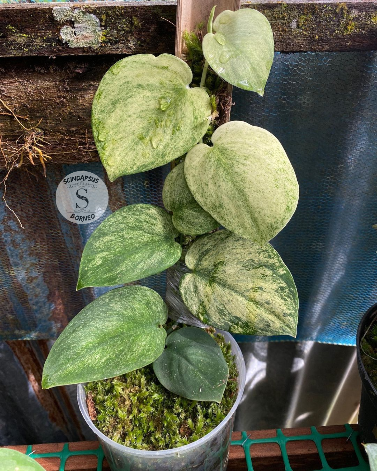 Scindapsus Golden Mint - Package 10x