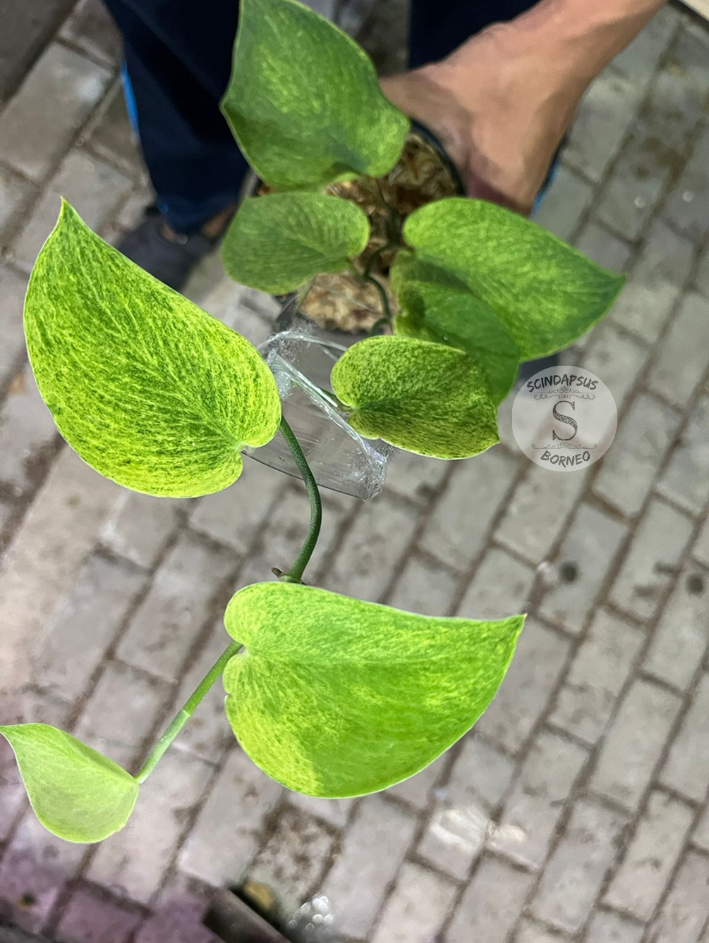 Scindapsus Golden Mint - Best Selected - Scindapsus Borneo