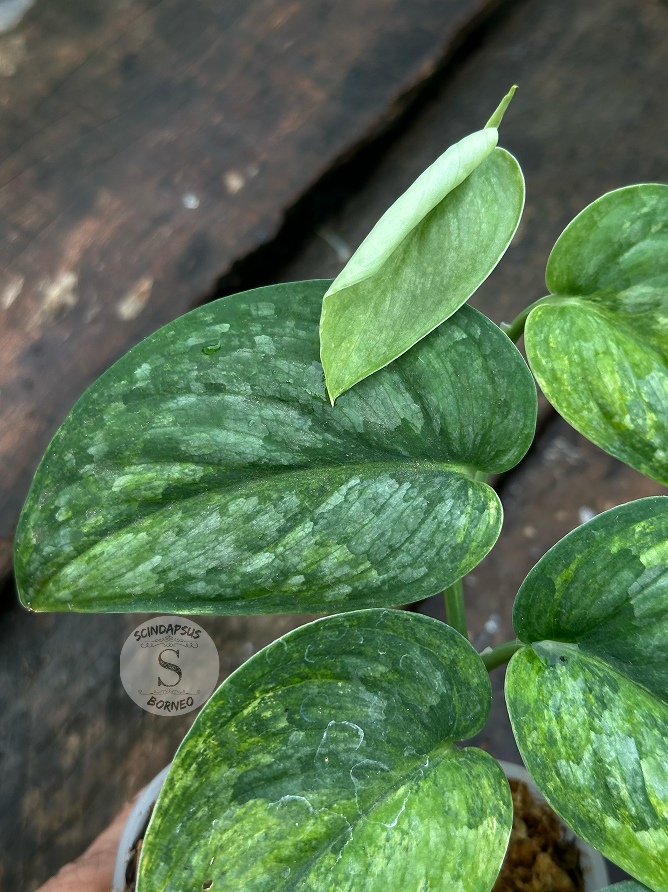 Scindapsus Green Dragon - Best Selected - Scindapsus Borneo