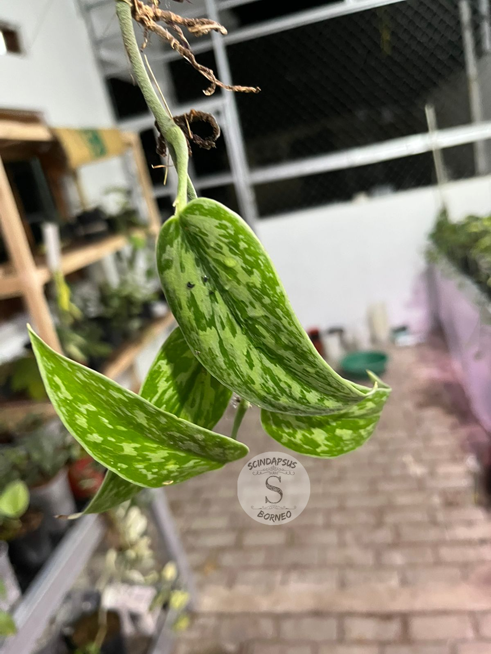 Scindapsus Green Tombak - Best Selected