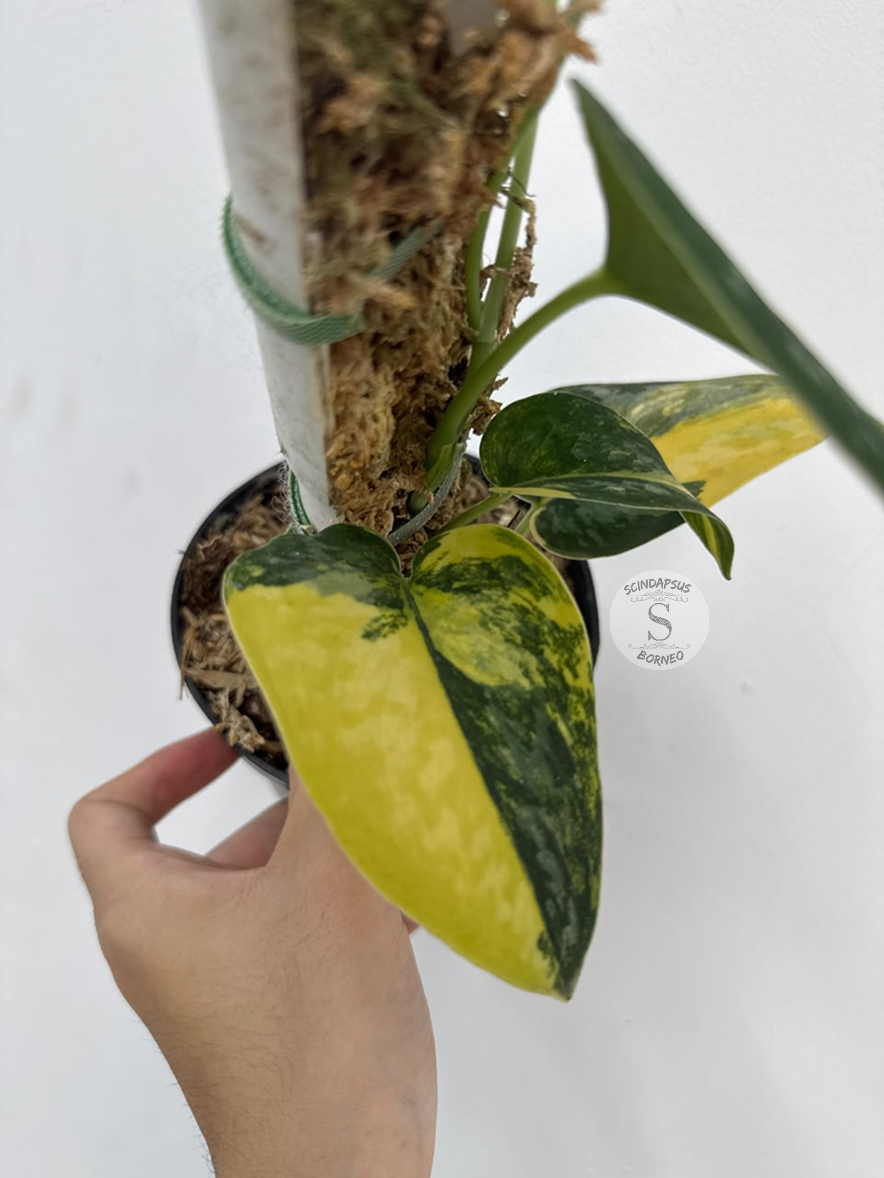 Scindapsus Green diamond - Best Selected