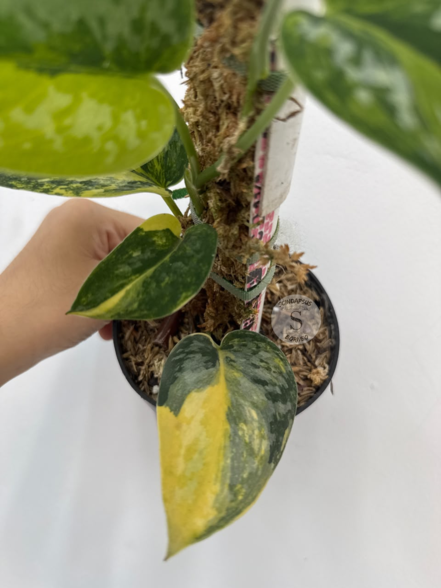 Scindapsus Green diamond - Best Selected