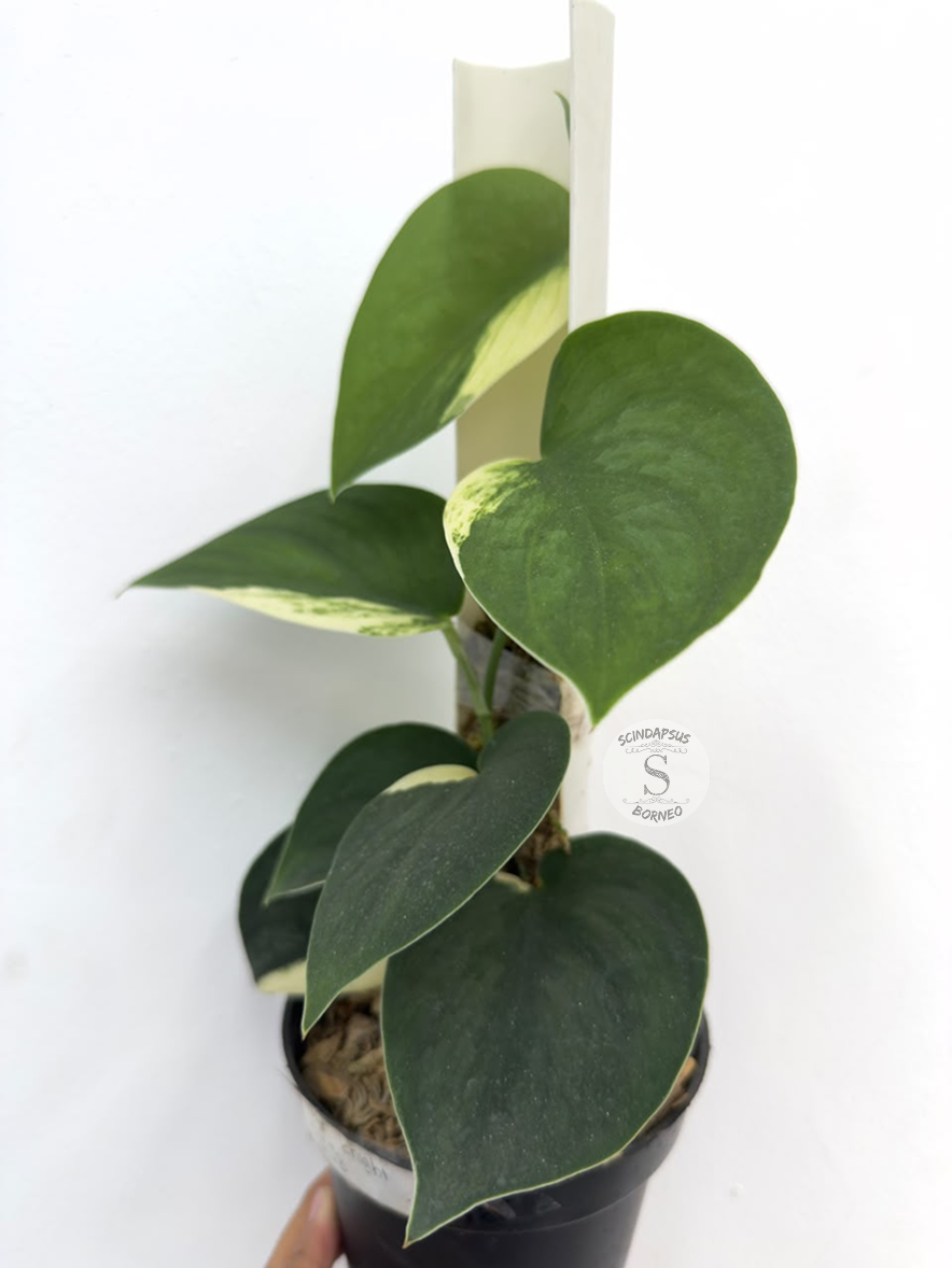 Scindapsus Jung Jung Buih - Best Selected