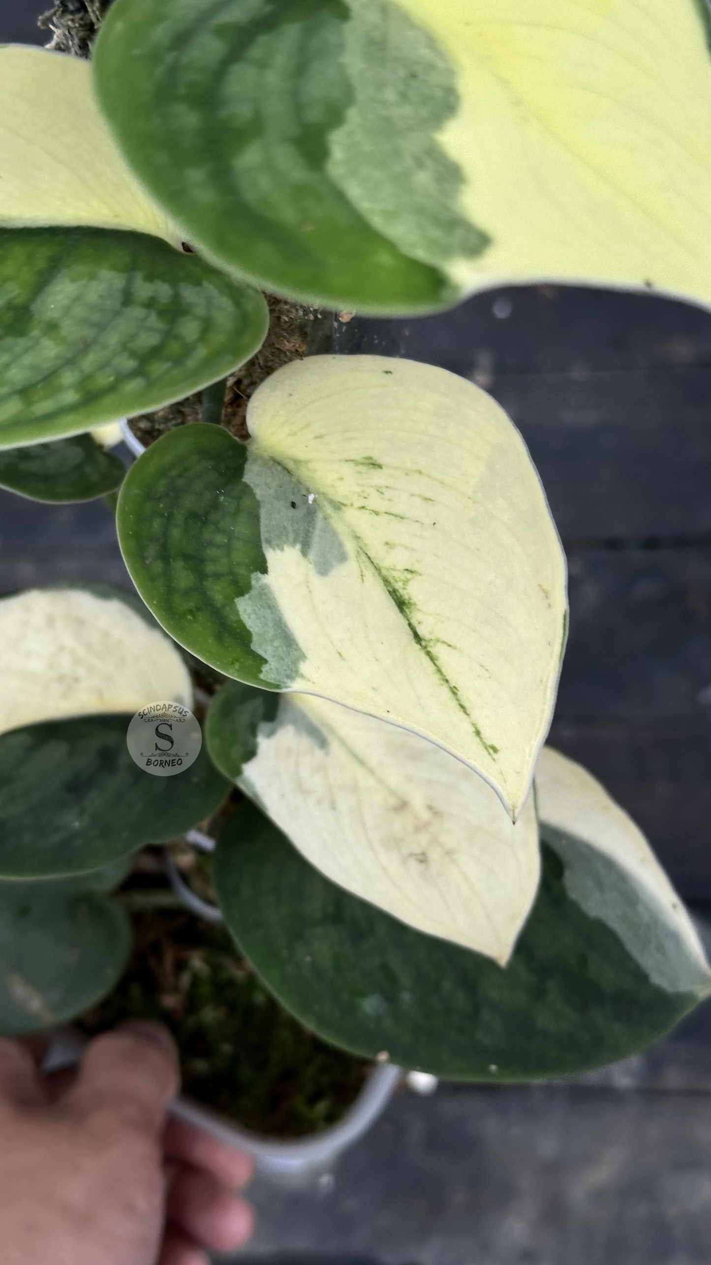 Scindapsus Silver Knight Jung Jung Buih - Best Selected