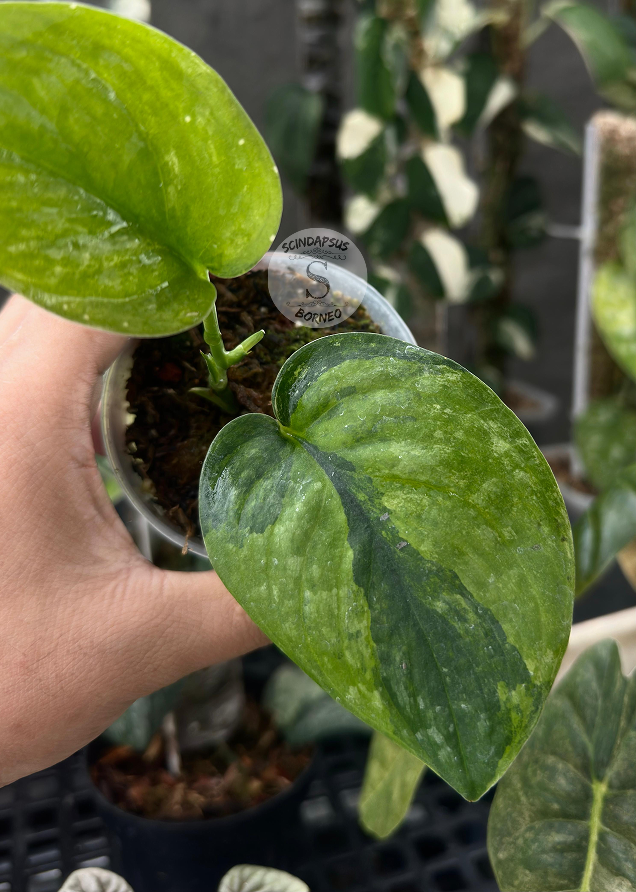Scindapsus Kusuma
