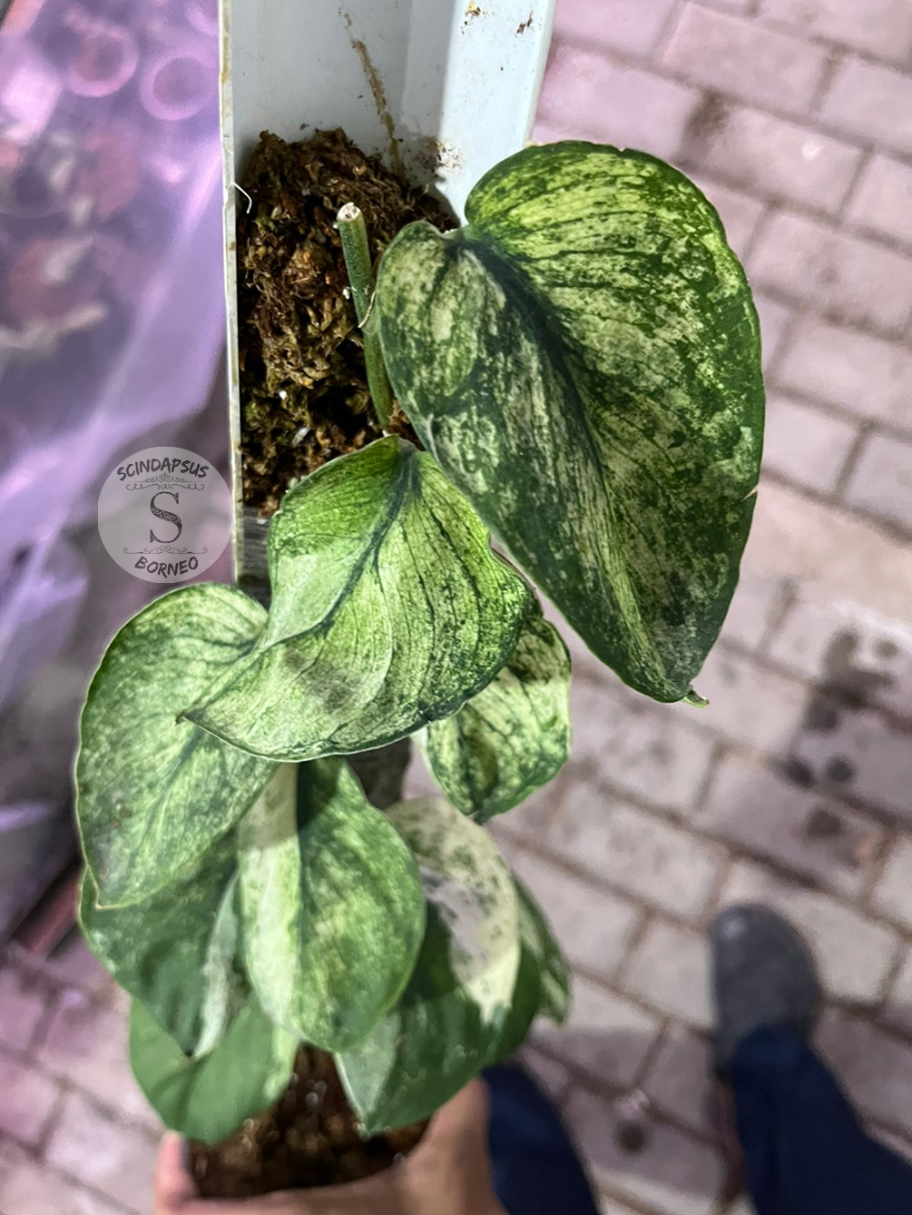 Scindapsus Mahabrata - Best Selected - Scindapsus Borneo