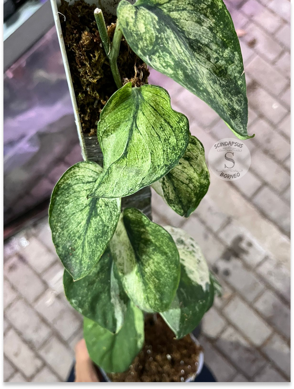 Scindapsus Mahabrata - Best Selected - Scindapsus Borneo