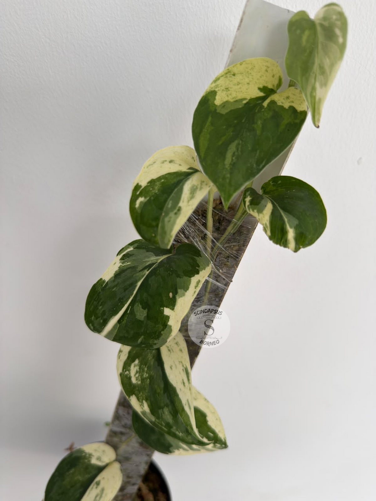 Scindapsus Mahabrata albo - Best Selected