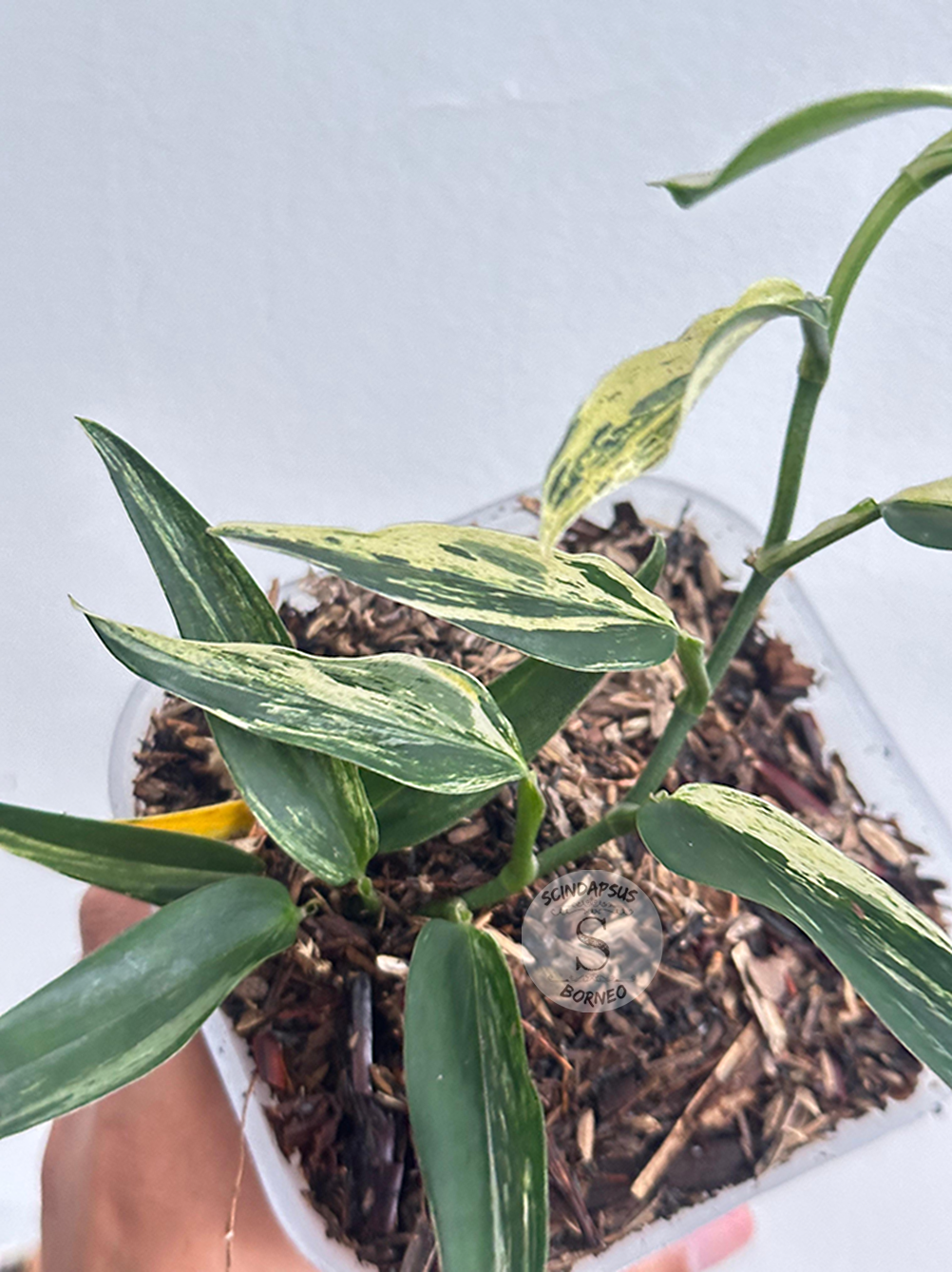 Scindapsus Mutiara Albo - Best Selected - Scindapsus Borneo