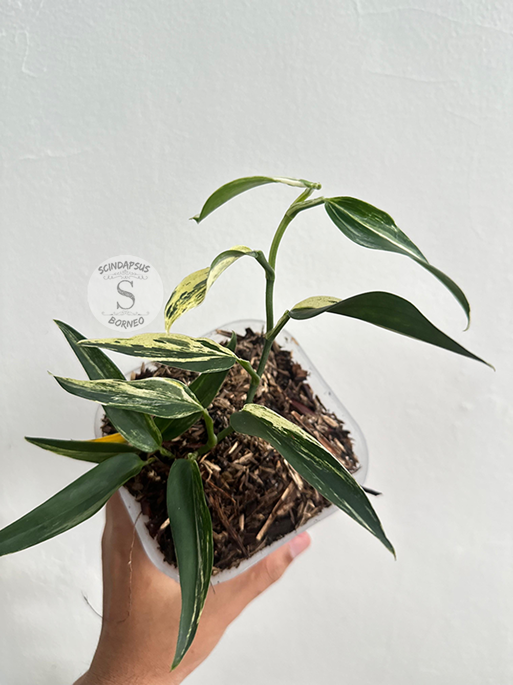 Scindapsus Mutiara Albo - Best Selected - Scindapsus Borneo