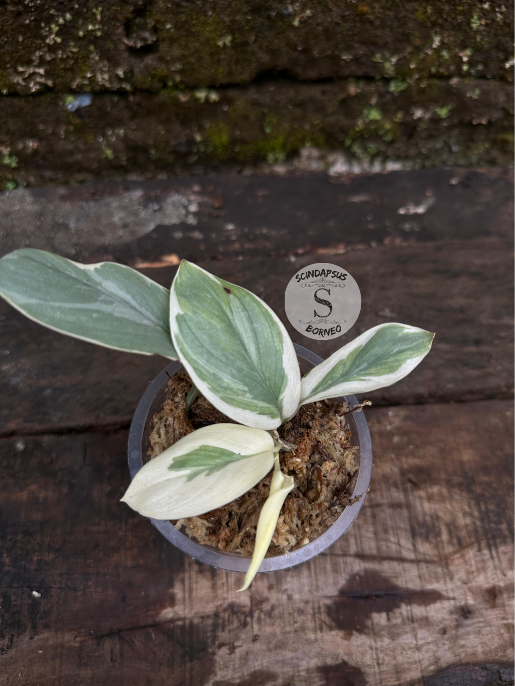 Scindapsus No Id - Scindapsus Borneo