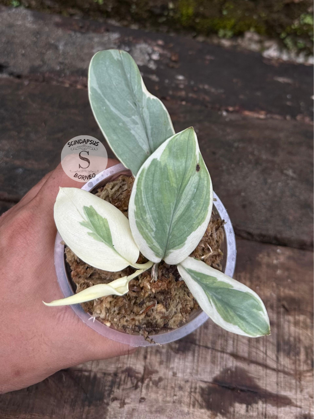 Scindapsus No Id - Scindapsus Borneo