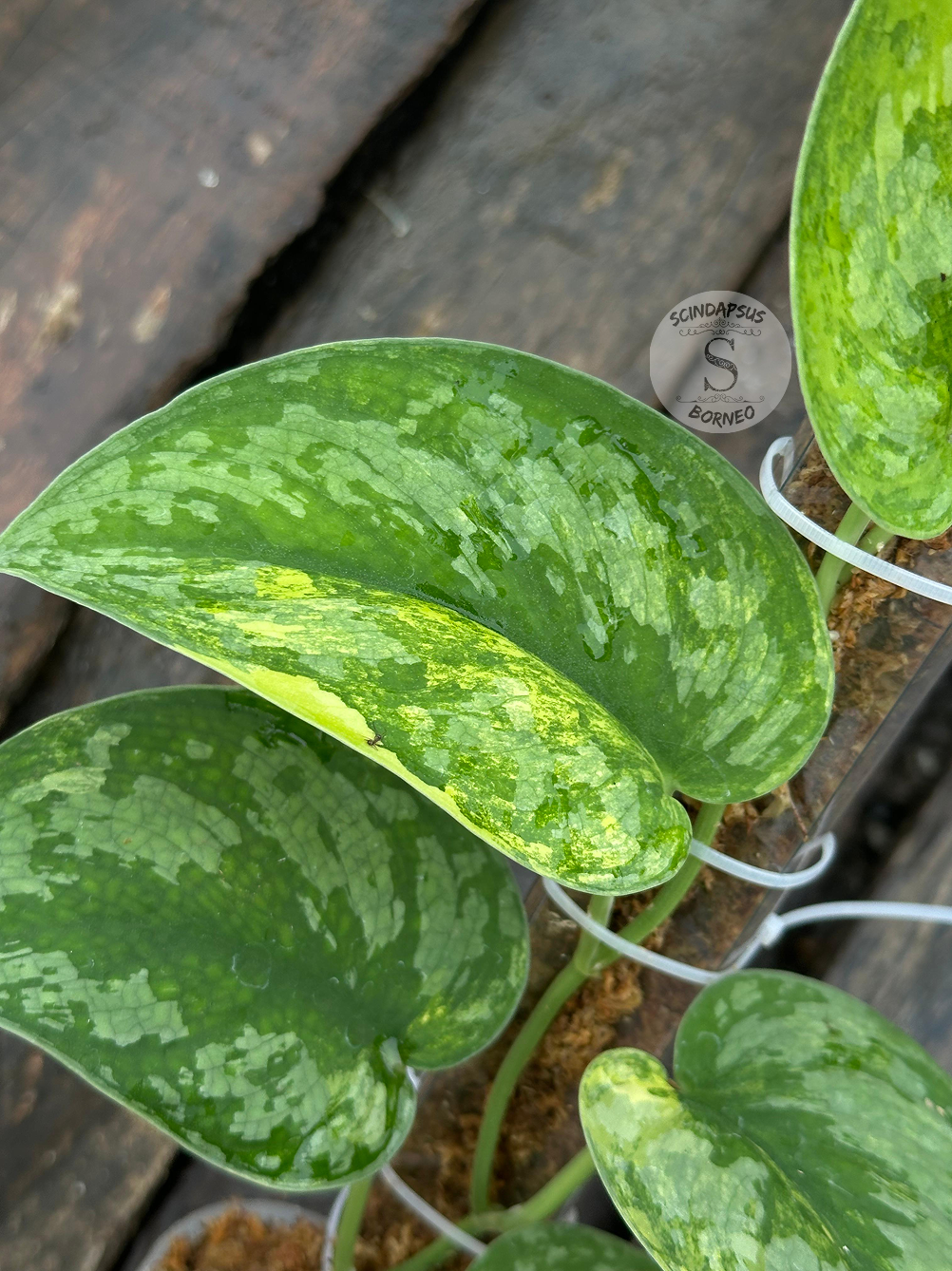 Scindapsus No Id - Best Selected - Scindapsus Borneo
