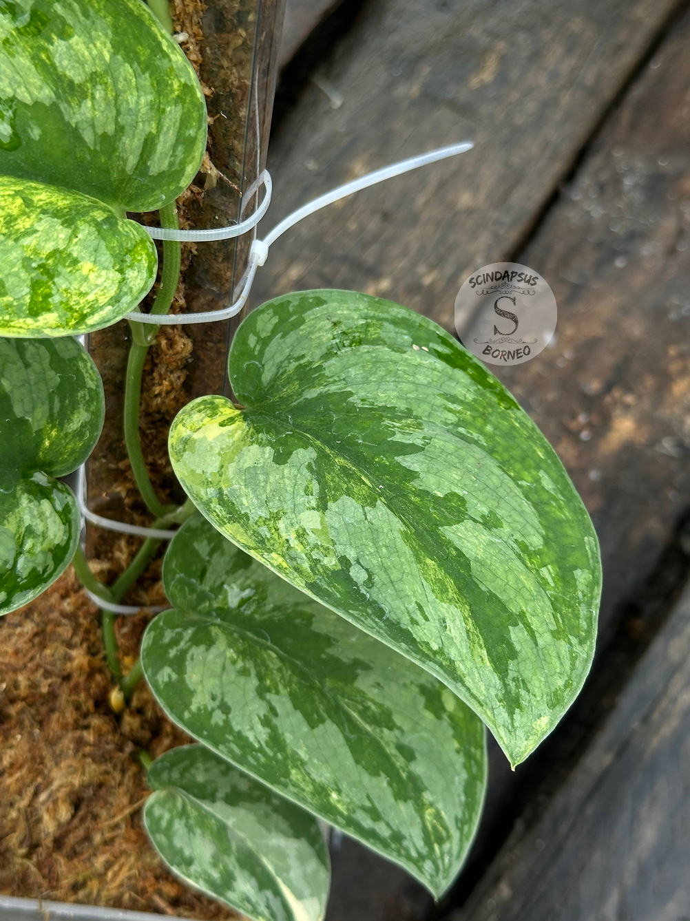 Scindapsus No Id - Best Selected - Scindapsus Borneo