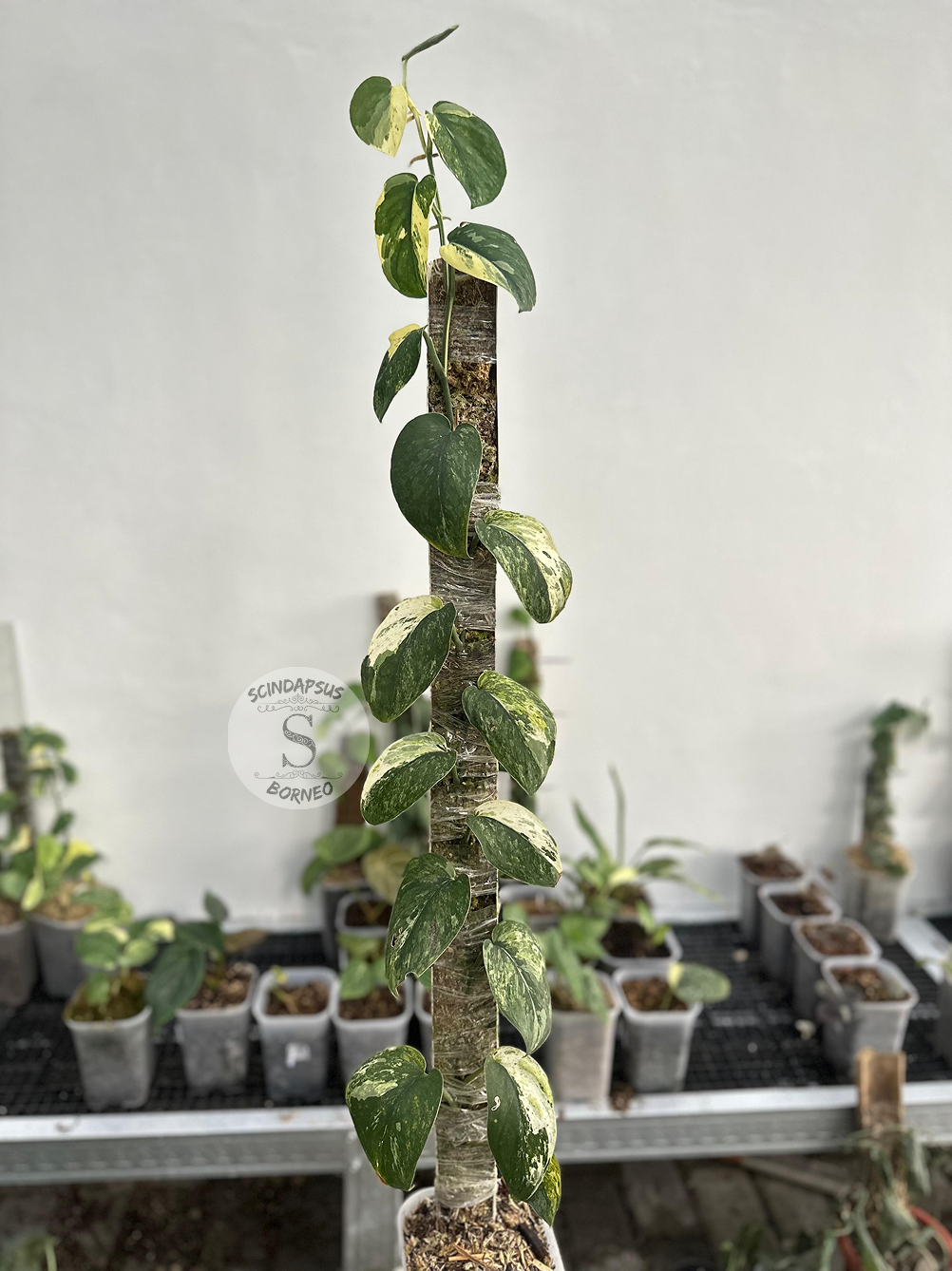 Scindapsus Parahiyangan - Best Selected - Scindapsus Borneo