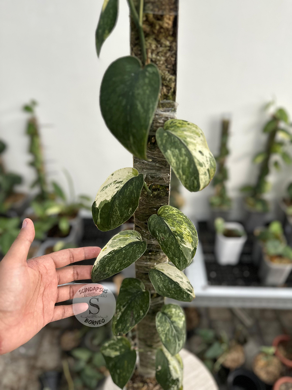 Scindapsus Parahiyangan - Best Selected - Scindapsus Borneo