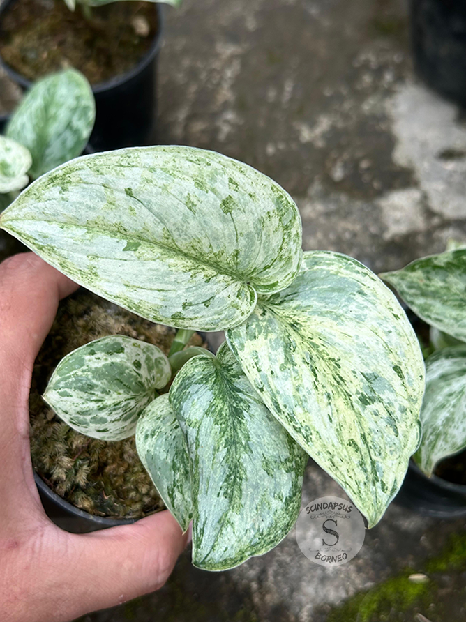 Scindapsus Peasun - Scindapsus Borneo