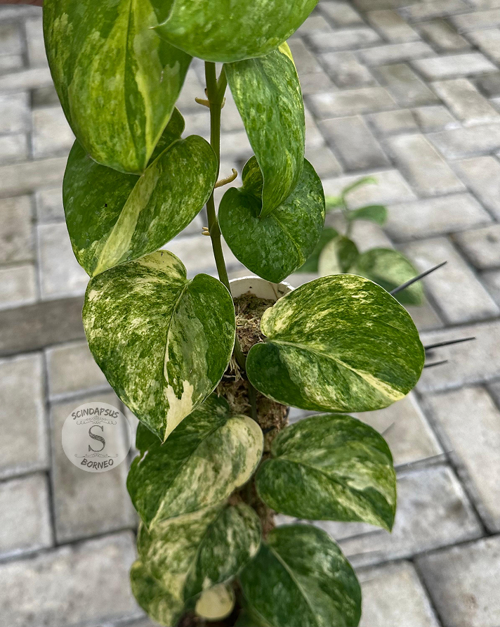 Scindapsus Picta Aurea