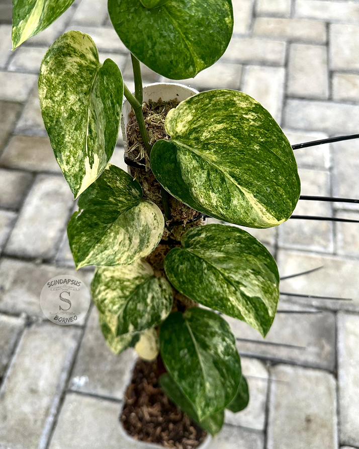 Scindapsus Picta Aurea