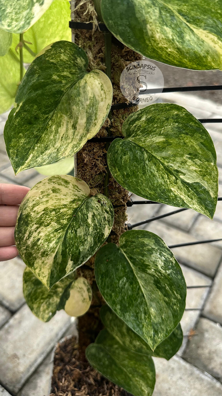 Scindapsus Picta Aurea