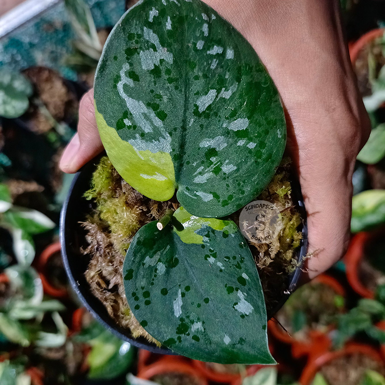 Scindapsus pictus dark aurea variegated - Scindapsus Borneo