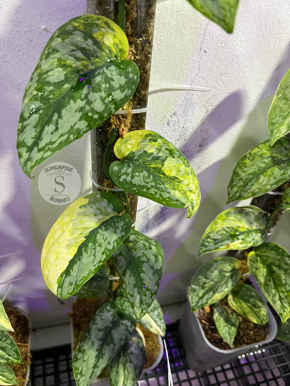 Scindapsus Prabu - Best Selected - Scindapsus Borneo
