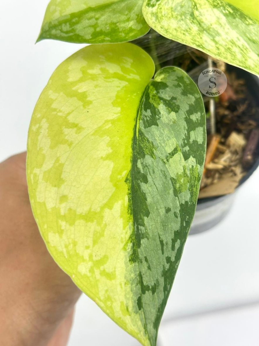 Scindapsus Prabu Tricolor - Best Selected