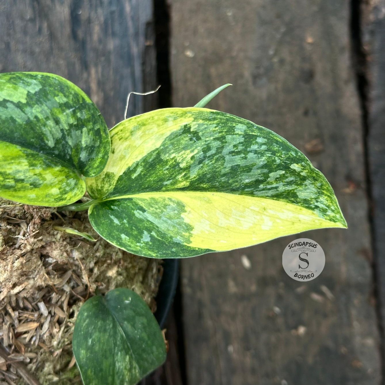 Scindapsus Rajatapura - Scindapsus Borneo